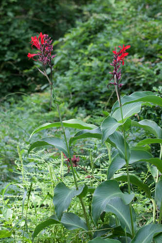 Canna indica #5